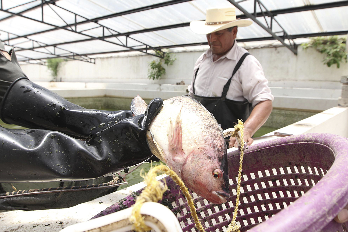 Entrega SEFOA crías de carpa y tilapia para impulsar acuacultura en Tlaxcala