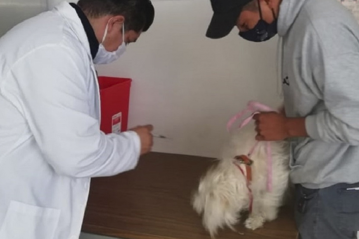 Ofrece SESA servicios de esterilización de perros y gatos en el módulo canino