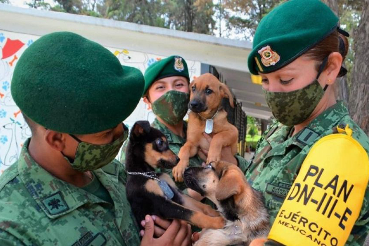 Aeropuerto de Santa Lucía abre refugio para perritos callejeros; así operará
