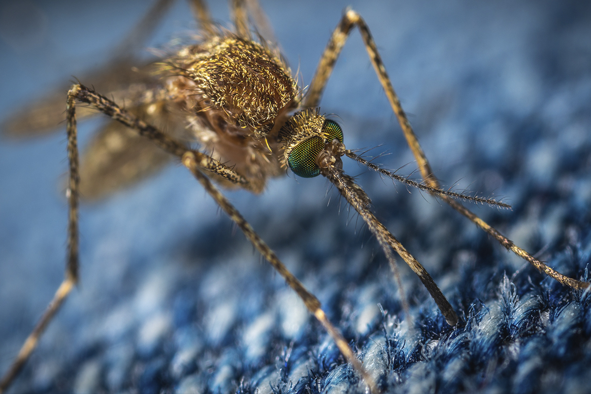 Sigue Hidalgo sin registrar enfermos de dengue: Salud