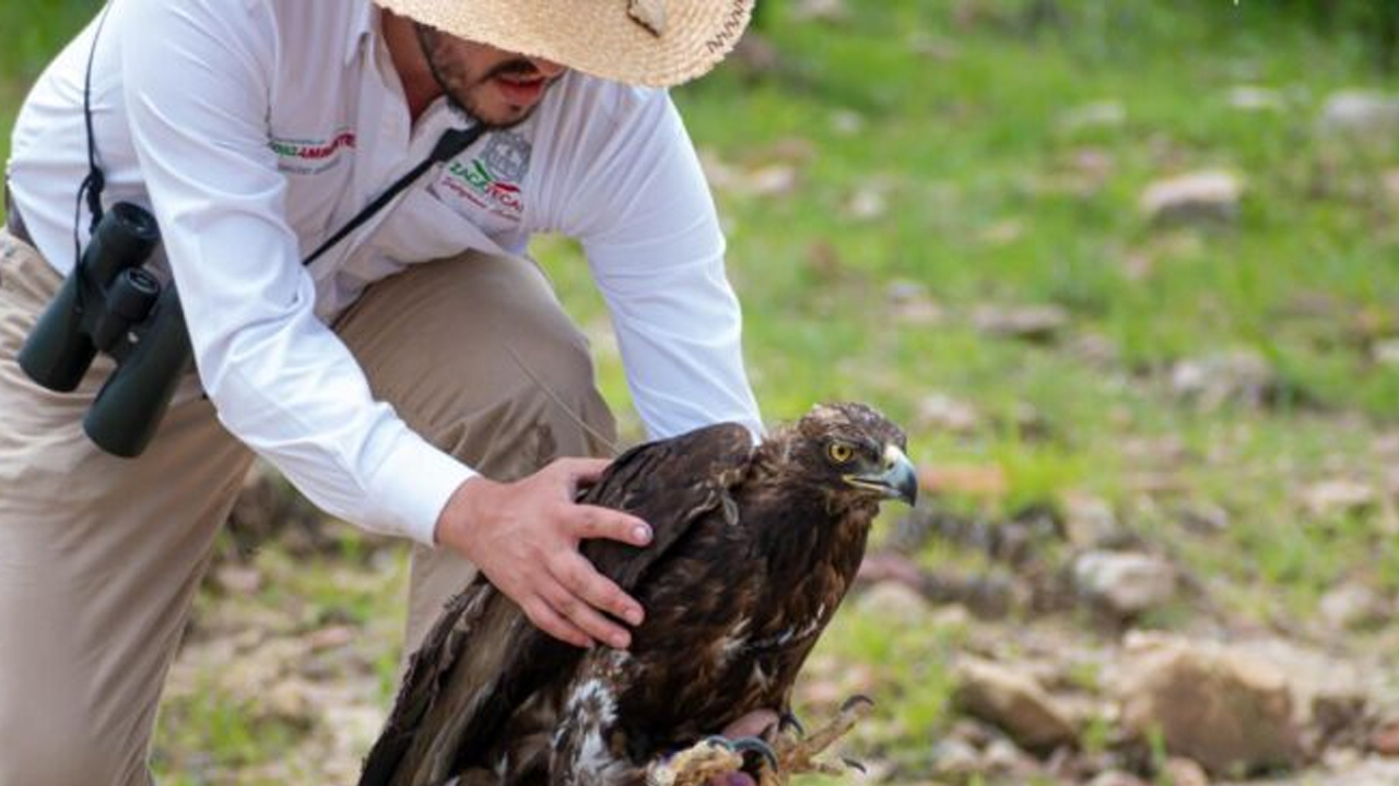 Rehabilitan y liberan a un águila real, en Monte Escobedo Zacatecas