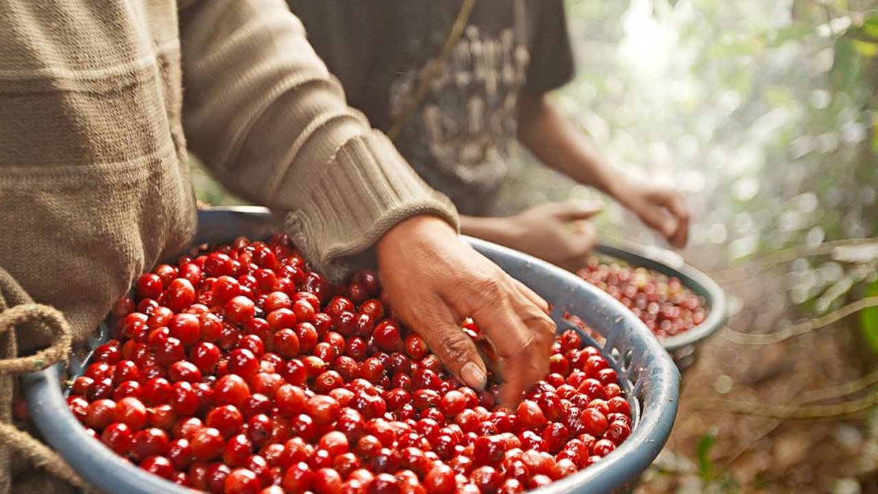 Impulsarán capacitación para mejorar la producción de café en Oaxaca