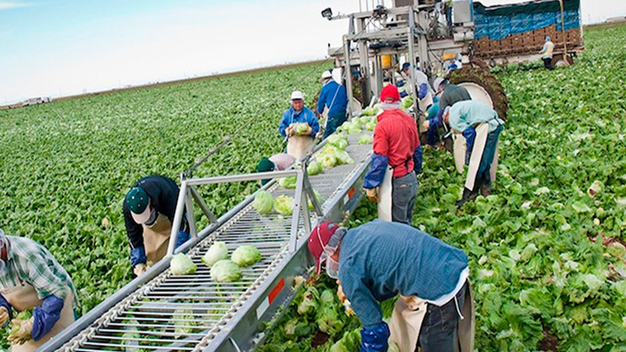 El programa de trabajadores agrícolas temporales condiciones de trabajo y derechos labores