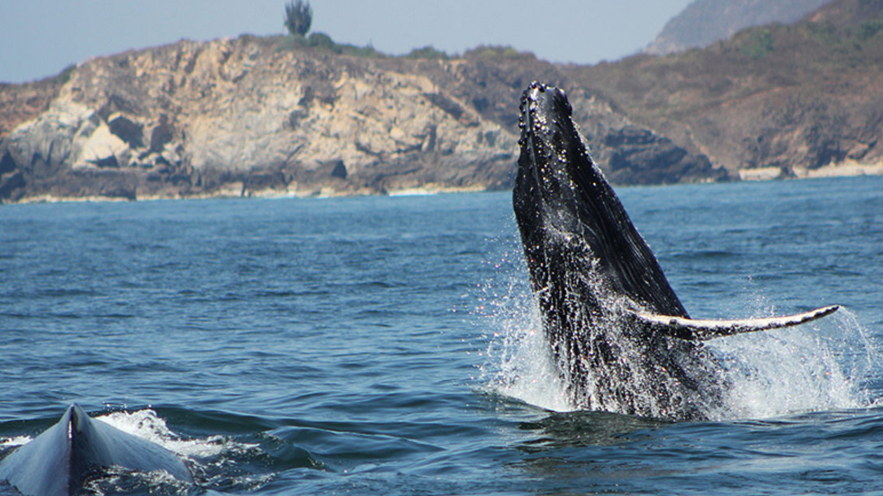 Alistan operativo ante arribo de ballenas a las costas de Oaxaca