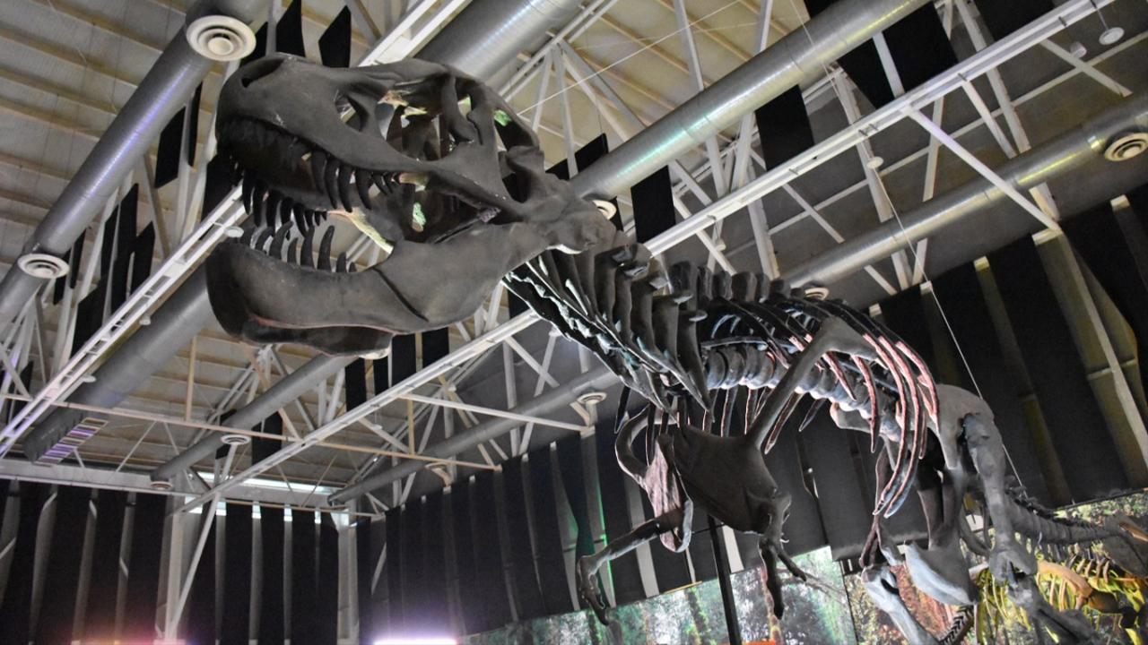 Inauguran en Tampico el Museo Itinerante "Tierra de Dinosaurios"