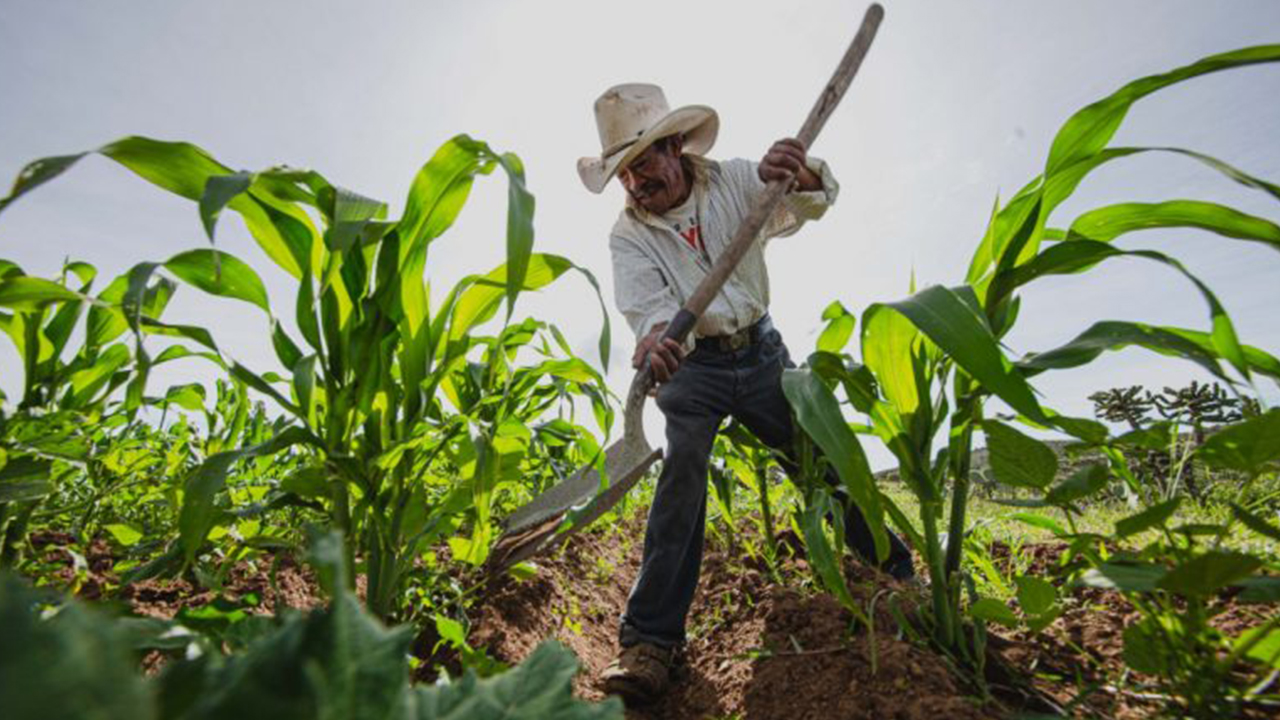 Agricultura decreció un 0.8% en Oaxaca por pandemia