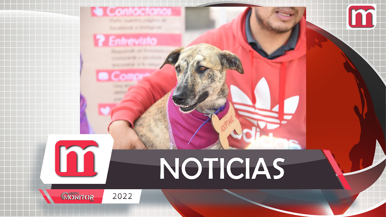 Promueven adopción de perros en Tlaxcala Capital