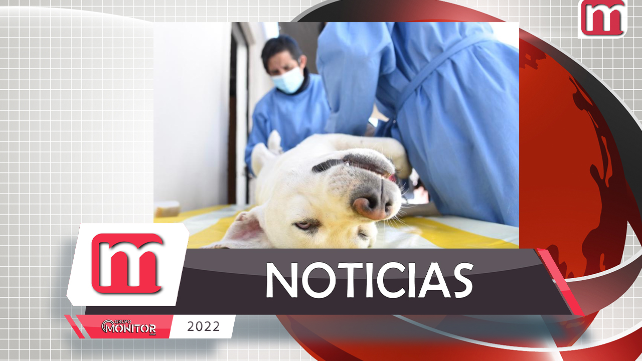 Realizarán esterilización gratuita a perros y gatos en Tlaxcala capital
