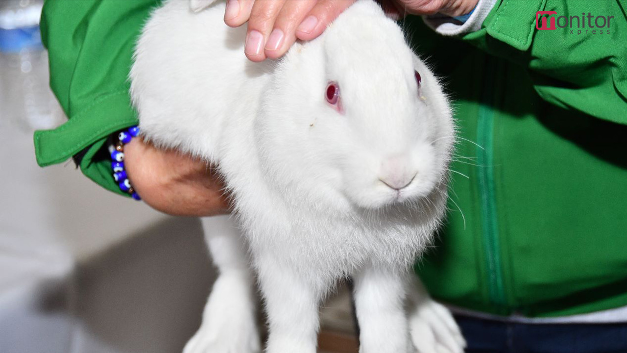 29 de marzo inicia Huamantla jornada de vacunación contra la fiebre hemorrágica en conejos
