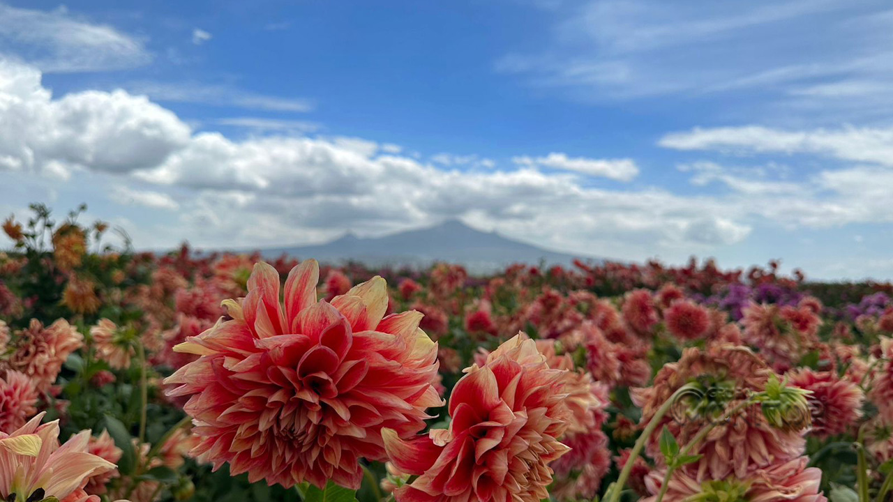 Impulsa ayuntamiento de Huamantla la producción de dalias con maquinaria agrícola