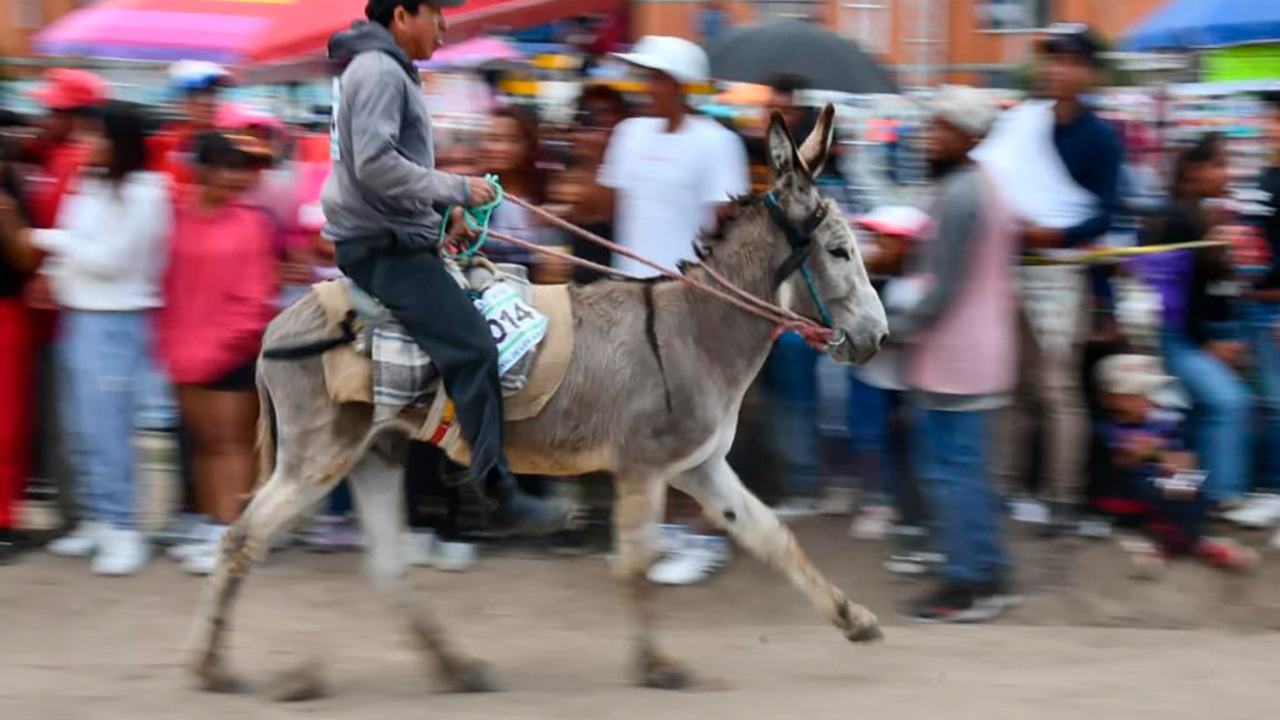 Creatividad y adrenalina se vive en la tradicional carrera de burros en la feria Huamantla 2023