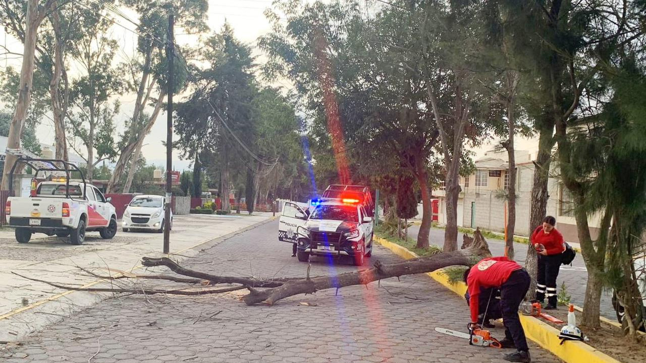 Retira protección civil de Huamantla árbol caído sobre el bulevar Fernando Hernández carrasco