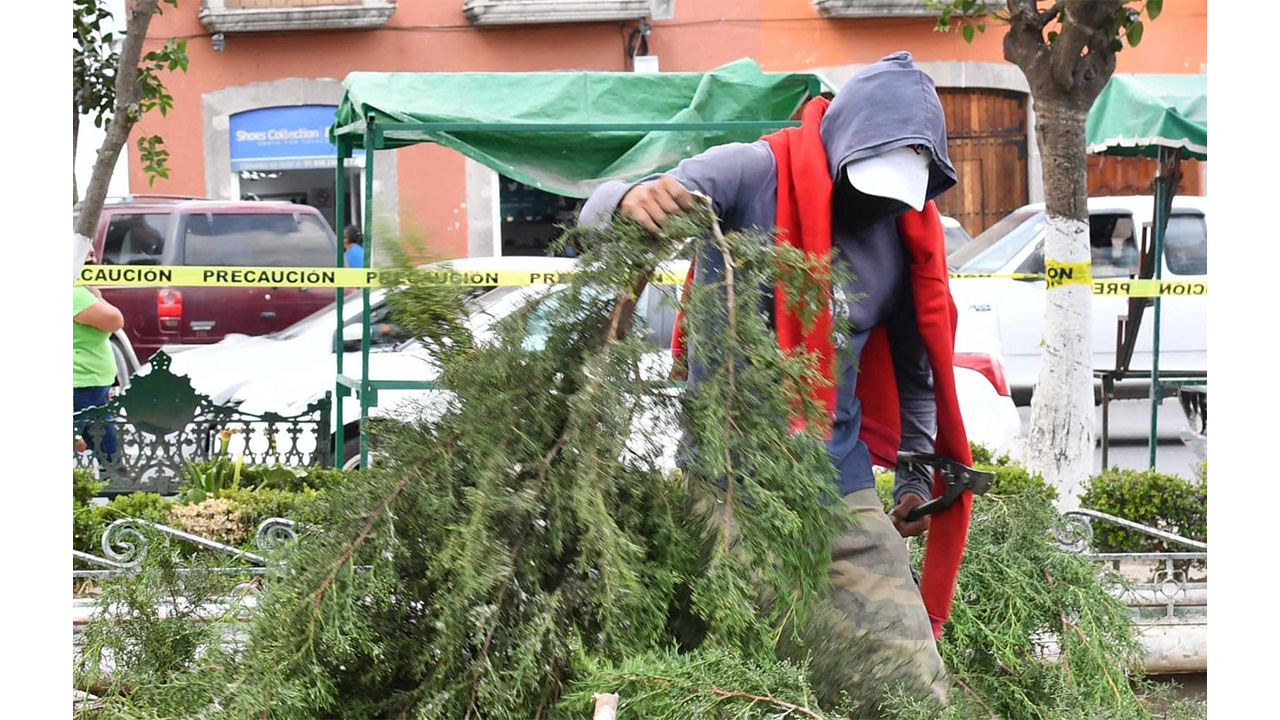 Invita gobierno de huamantla a reciclar tu árbol natural de navidad