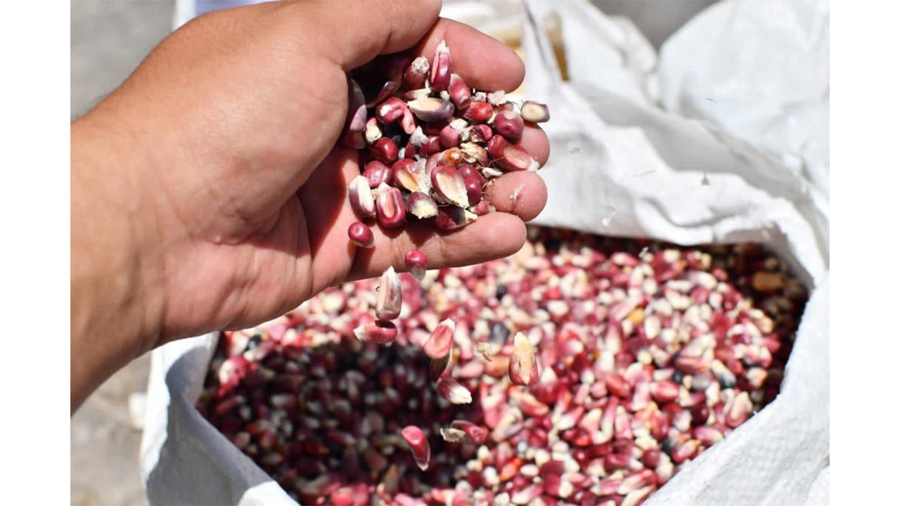 Continúa ayuntamiento de huamantla apoyando a productores locales en el tianguis “mis semillas huamantlecas”