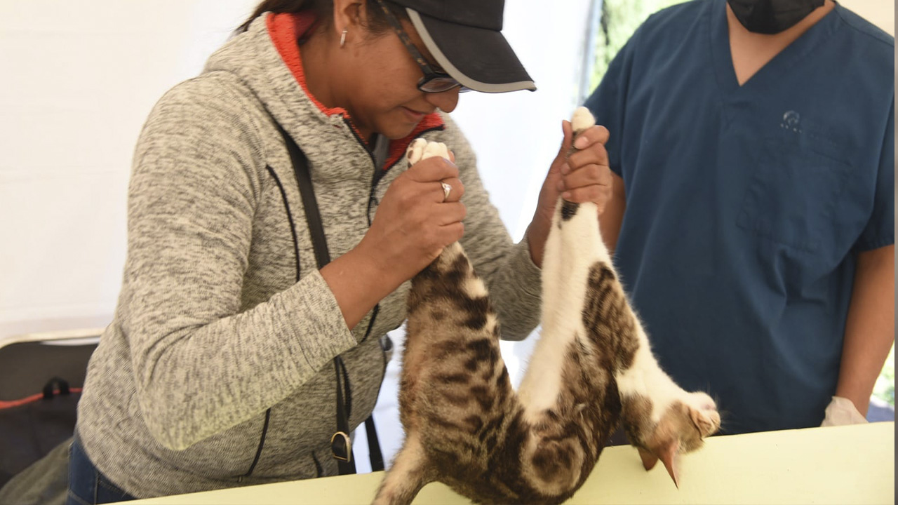 Habrá esterilización de perros y gatos este fin de semana en la capital