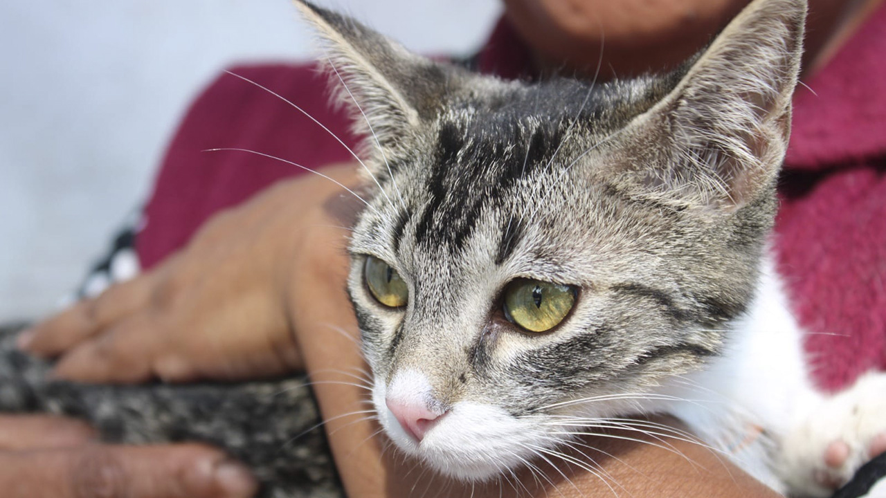 Continúan esterilizaciones de perros y gatos en la capital