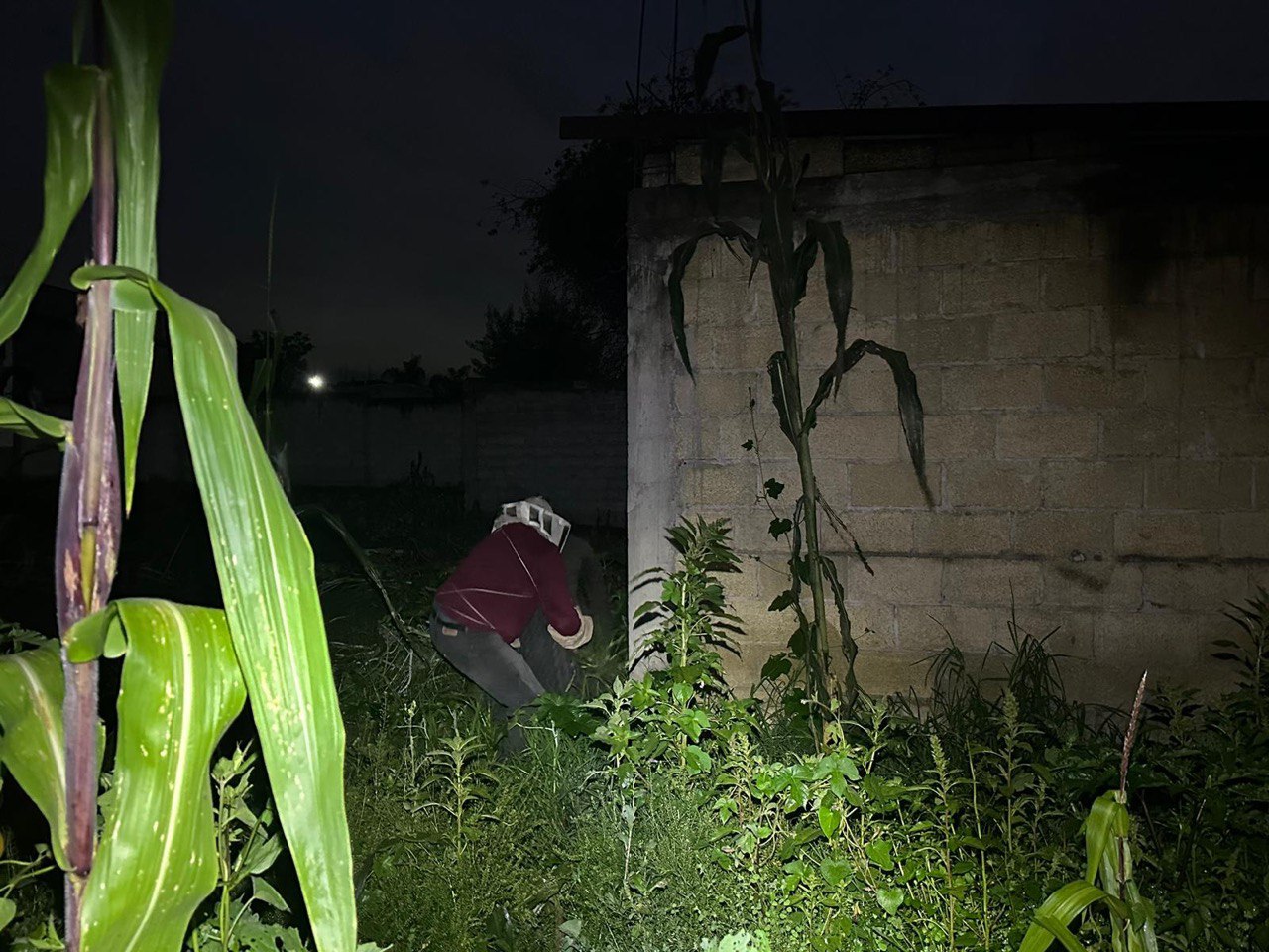 Protección civil y seguridad pública municipal activan protocolo para manejo de panales de abejas.