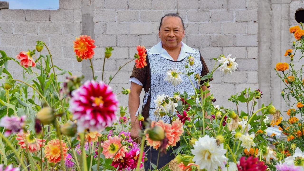 Se pintan de colores hogares de Huamantla con entrega gratuita de dalias