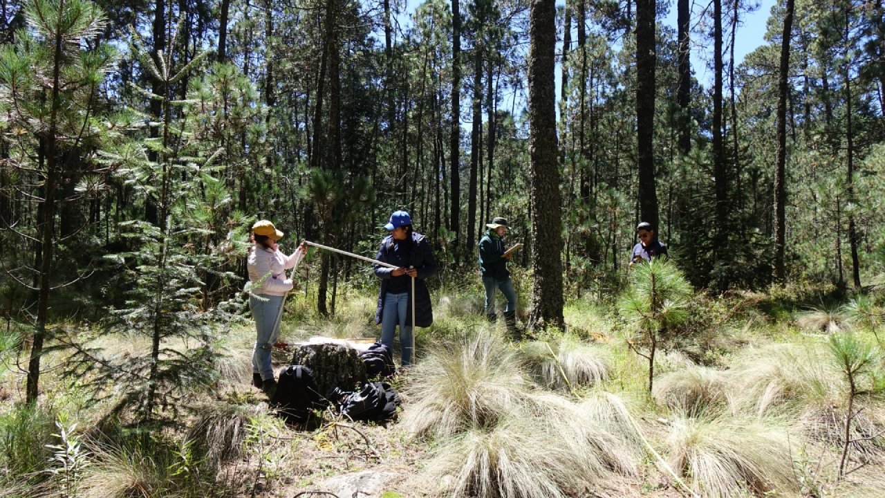 Realizan estudiantes de Biología de la UATx monitoreo de biodiversidad del bosque en San Juan Cuauhtémoc