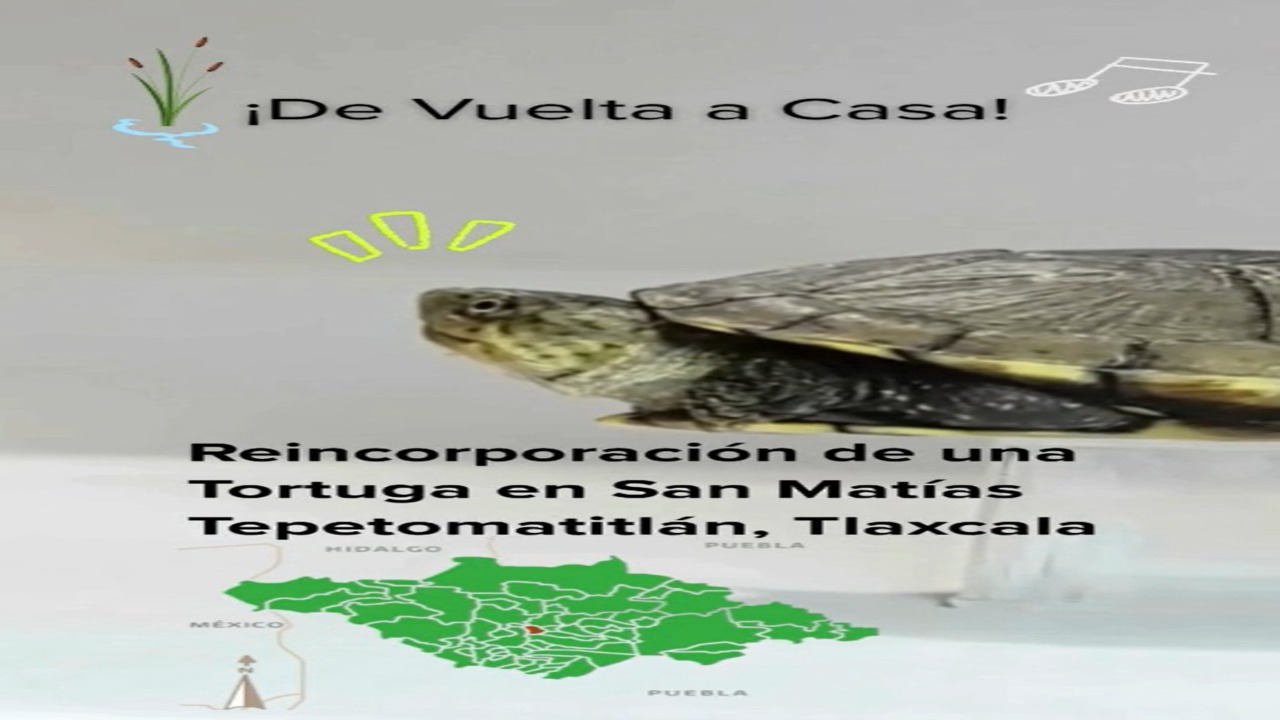 Comunidad y CTBC-UATx protegen, estudian y liberan a tortuga nativa de Tlaxcala