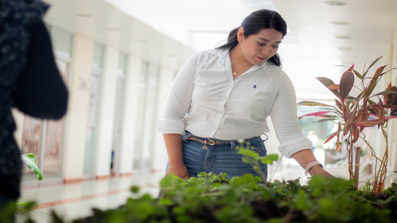 Productores de fresa reciben plántulas con 75% de descuento por el SMDIF Zacatelco.