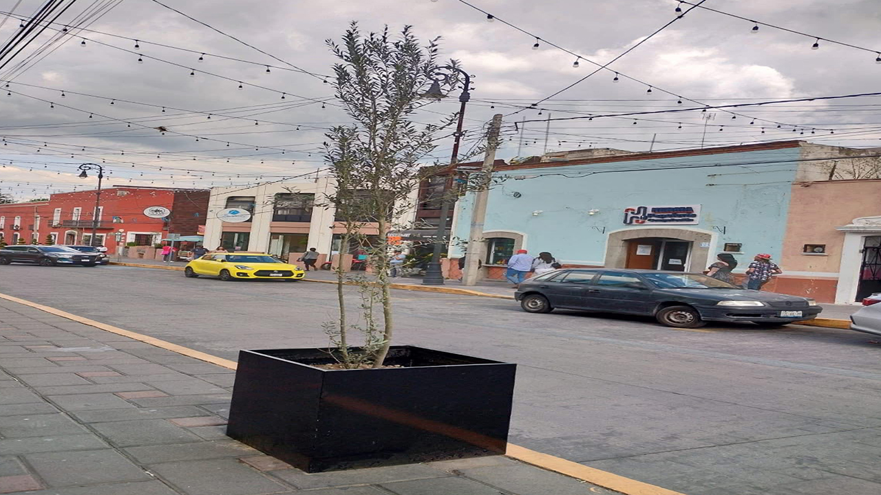 Huamantla impulsa la reforestación urbana con la colocación de árboles de olivo