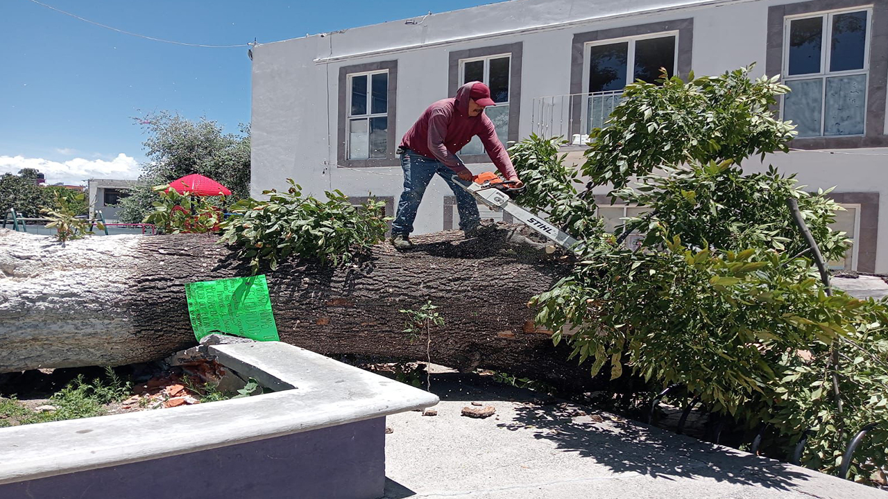 Retiran árbol milenario en el parque del barrio de La Preciosa por seguridad