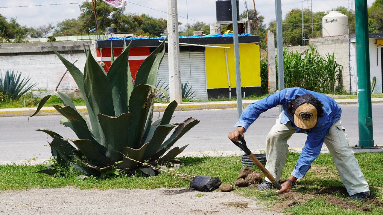 Gobierno Municipal de Zacatelco continúa con jornadas de reforestación en espacios naturales