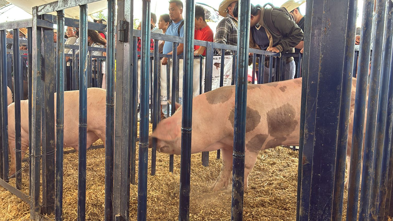 Realizan en Huamantla la primera Subasta Porcina en la Expo Ganadera