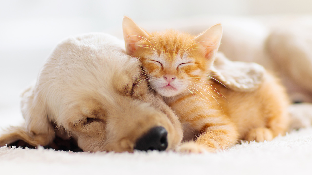 llaman a no regalar ni pedir mascotas este Día de Reyes