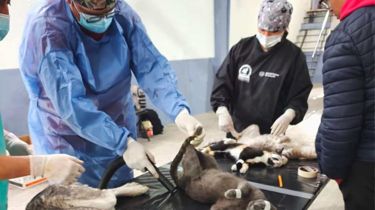 Ayuntamiento de Tlaxcala y SESA alistan la primera jornada de esterilización canina y felina de 2026