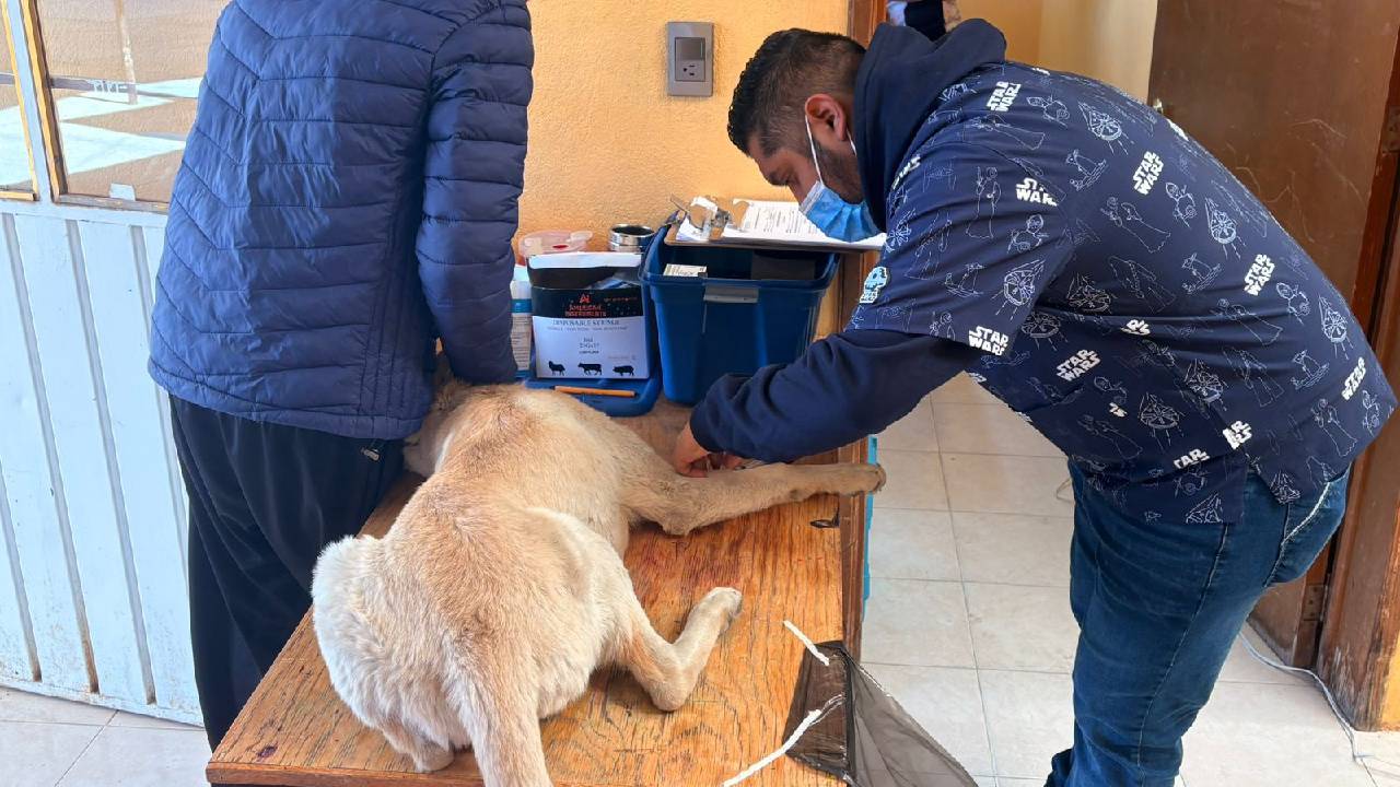 Realizan jornada de esterilización en el Pueblo de General Francisco Villa; se efectuaron 13 cirugías