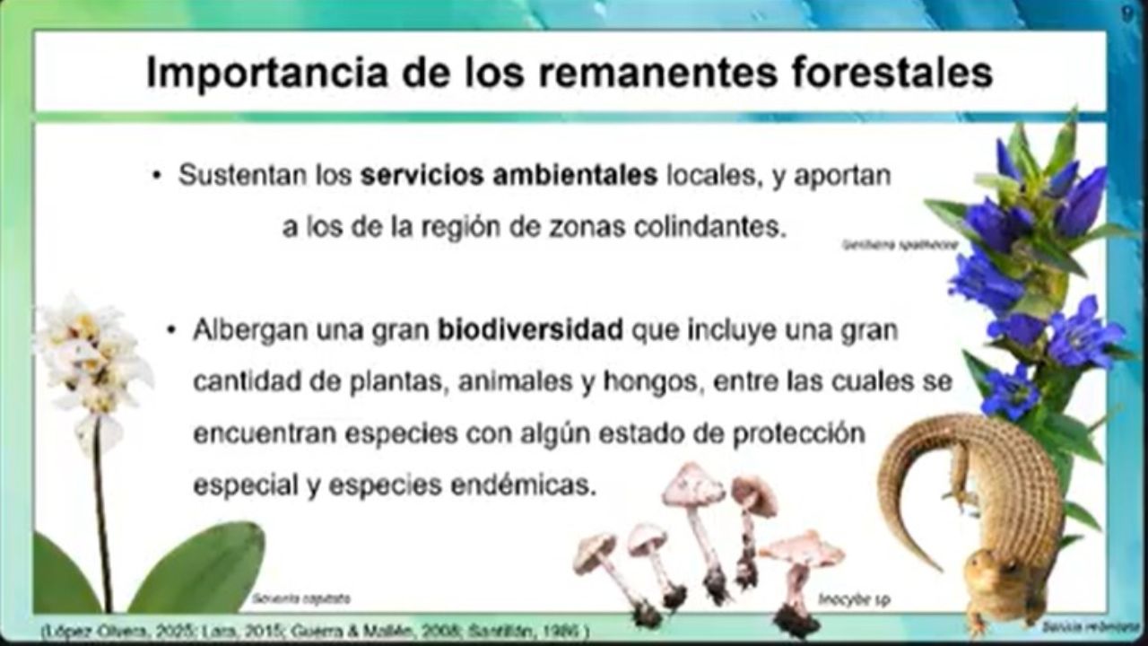 CICB-UATx fortalece investigación para la conservación de ecosistemas forestales en Ixtacuixtla y Españita