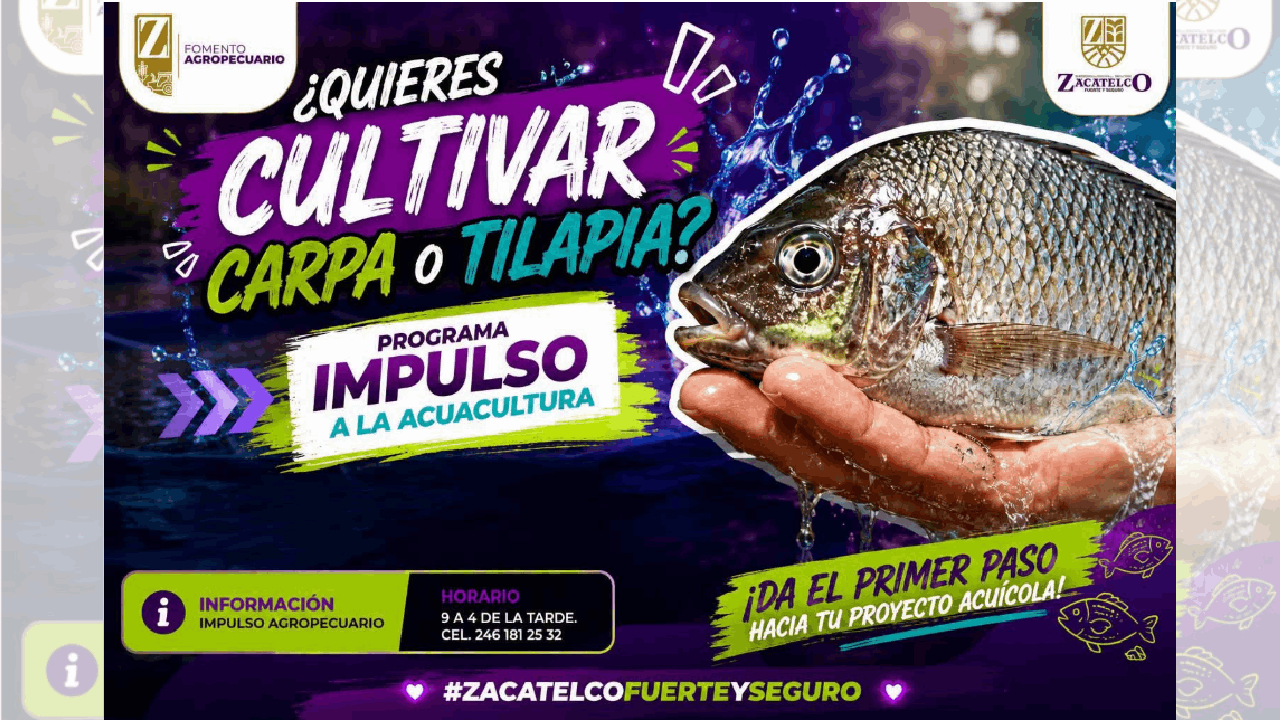 Gobierno de Zacatelco abre registro para acceder a crías de carpa y tilapia a bajo costo.