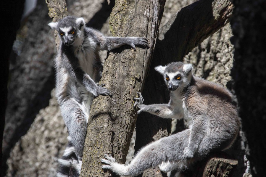 Amplía zoológico de @GobTlaxcala su catálogo de especies con la llegada de dos lémures