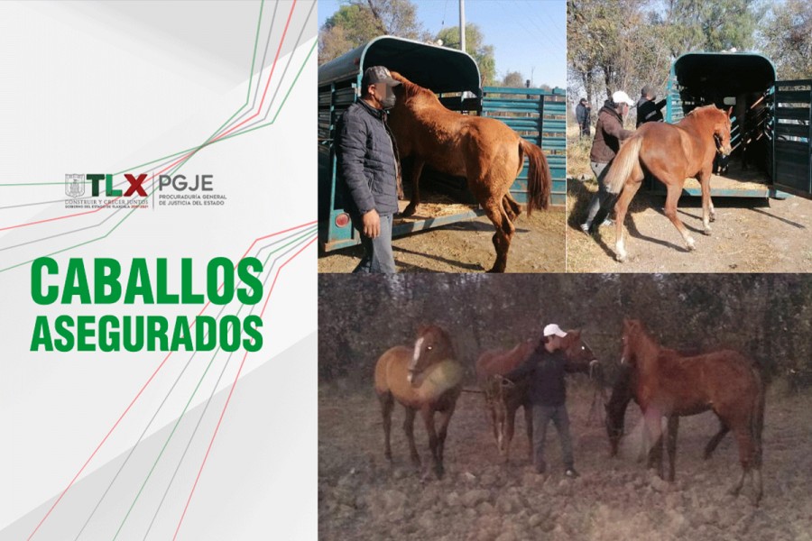 Recupera PGJE cuatro caballos robados en Tlaxcala