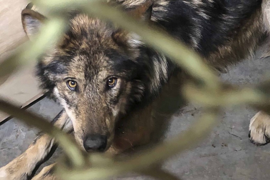 Llegan al zoológico de Tlaxcala tres ejemplares de lobo mexicano