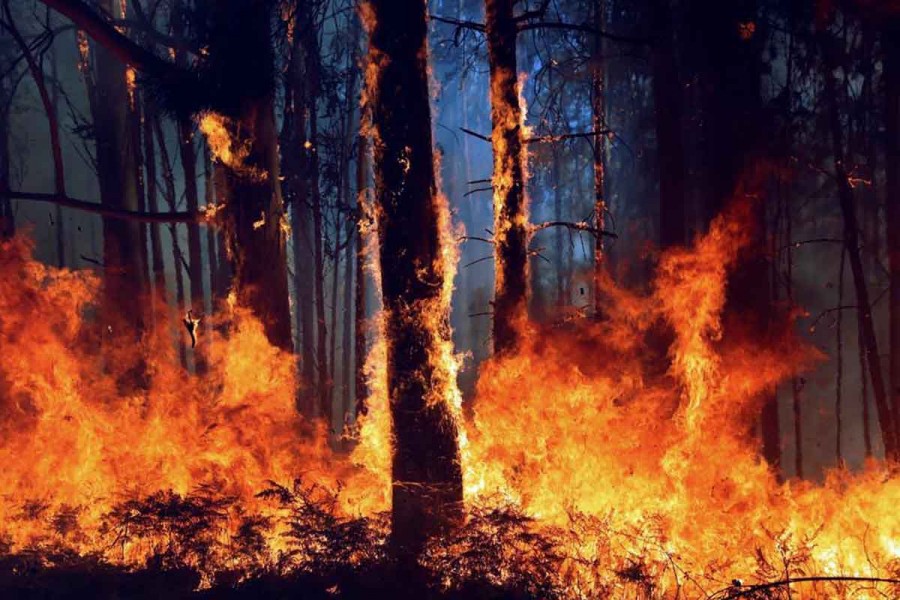 Arrasa fuego con 2 mil hectáreas de flora y zonas de cabañas en Arteaga Coahuila